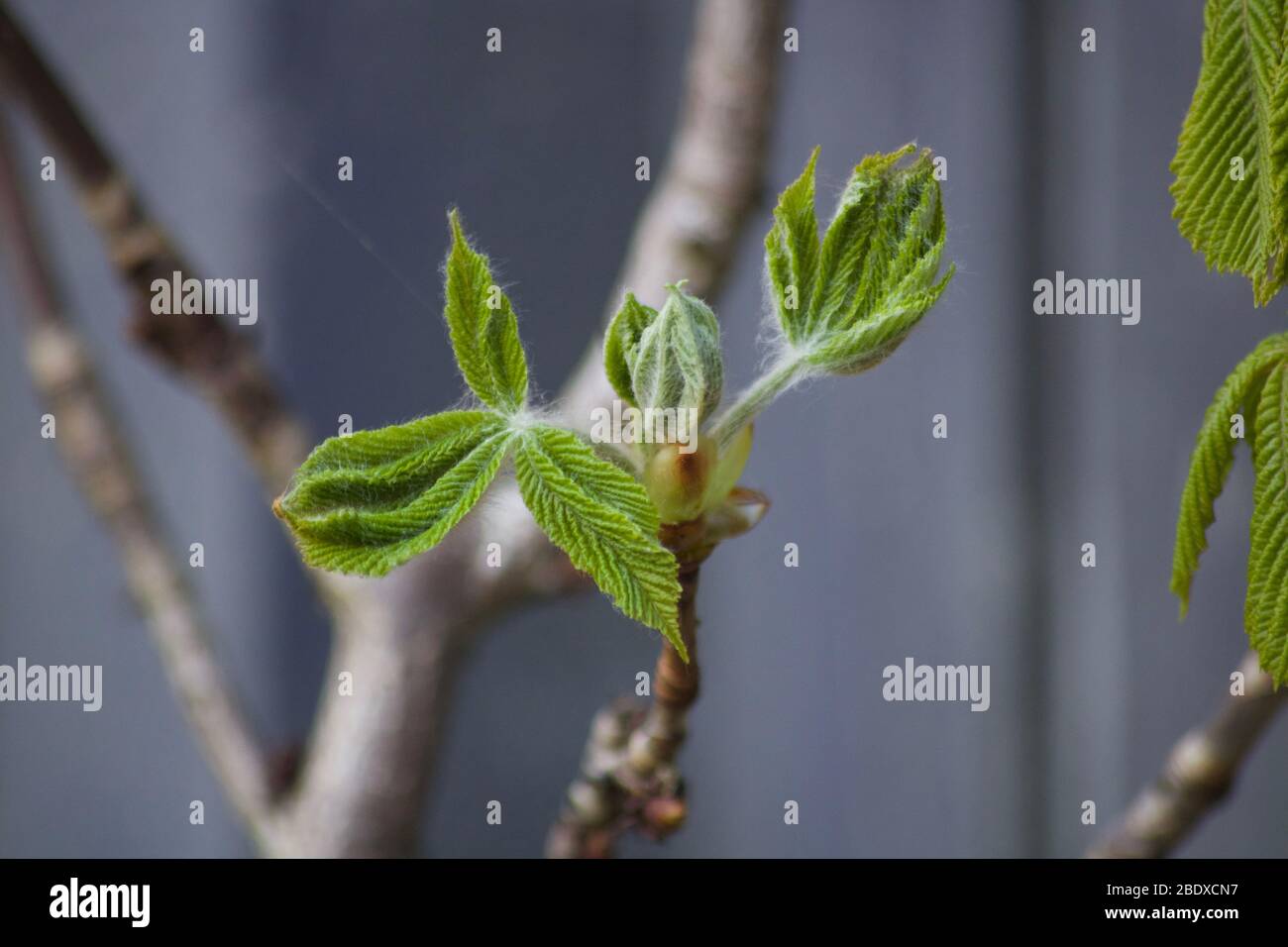 Scena primaverile che mostra giovani foglie di castagno cavallo disavvolgibile Foto Stock