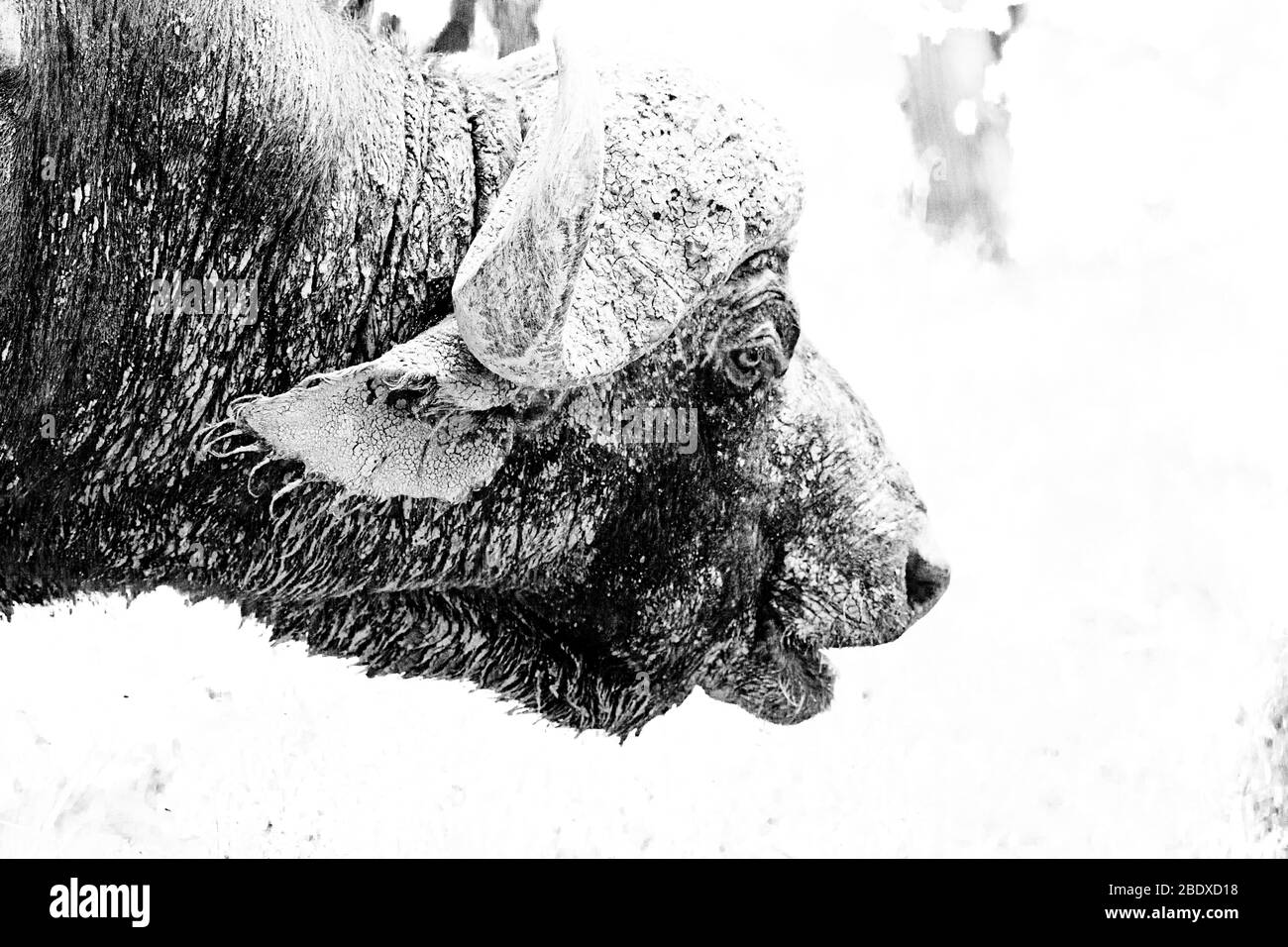 Primo piano nero e bianco scena di un bufalo africano. Foto Stock