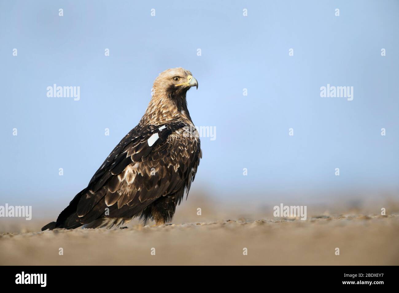 L'immagine dell'aquila imperiale orientale (Aquila eliaca) ritratto in piccolo Rann di Kutch a Gujarat, India, asia Foto Stock
