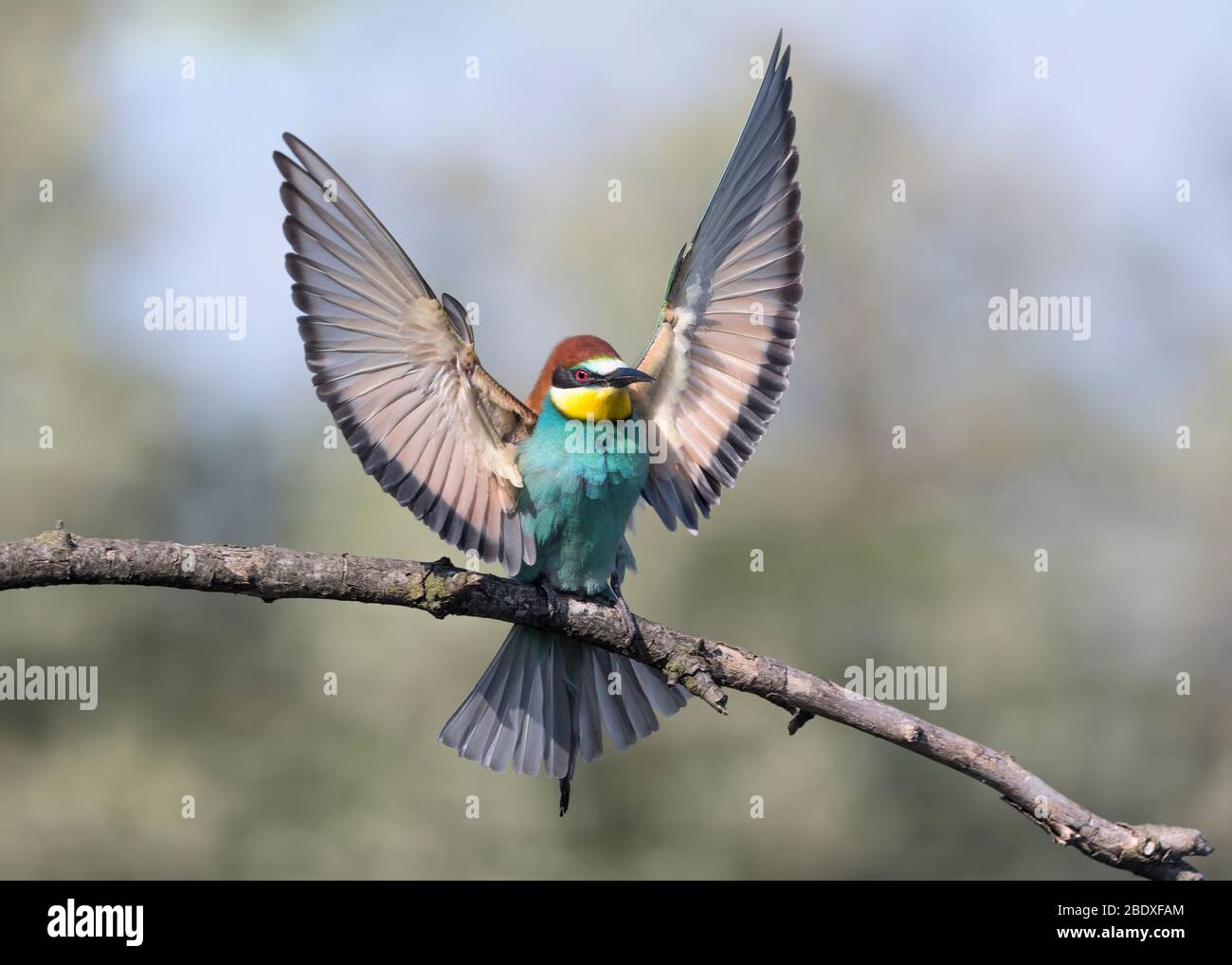 Meraviglioso ritratto della Comunità bee eater (Merops apiaster) Foto Stock
