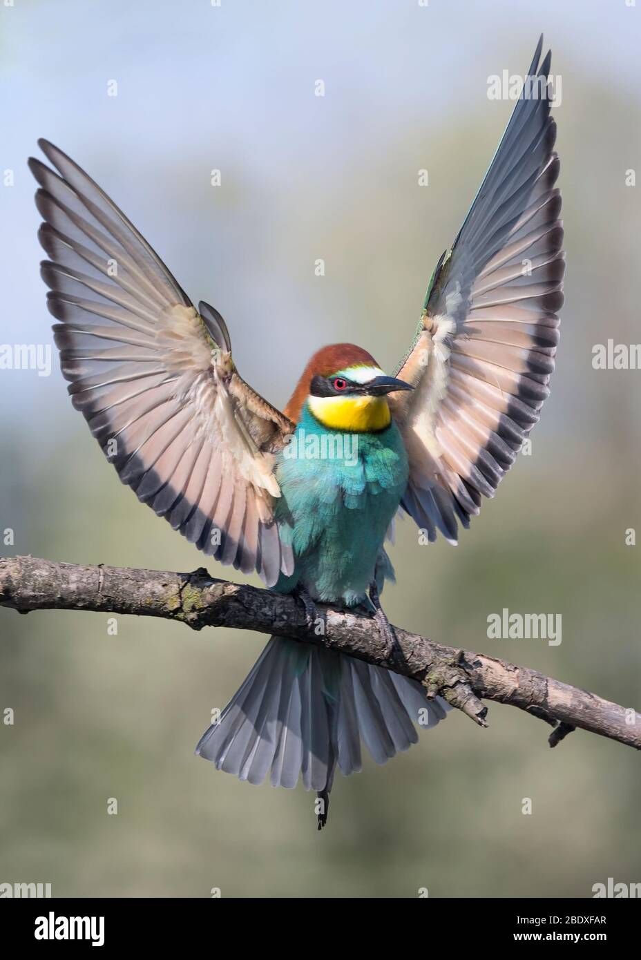Meraviglioso ritratto della Comunità bee eater (Merops apiaster) Foto Stock
