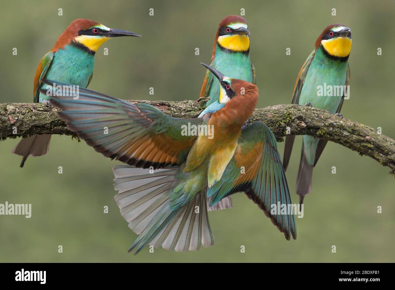 Lotta tra apiaster e apicoltori europei (Merops apiaster) Foto Stock