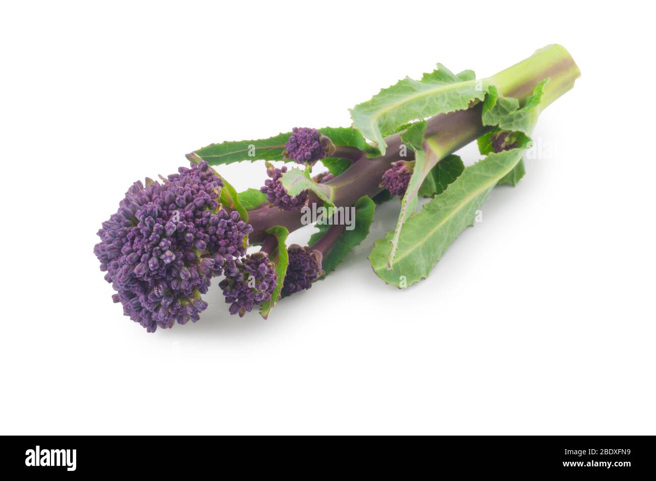 Studio di broccoli germogliati viola tagliati su uno sfondo bianco Foto Stock