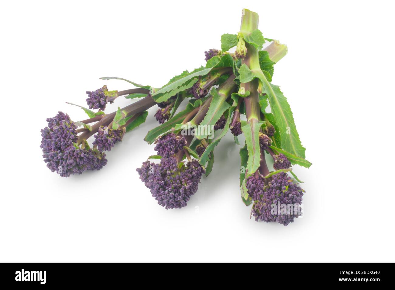 Studio di broccoli germogliati viola tagliati su uno sfondo bianco Foto Stock