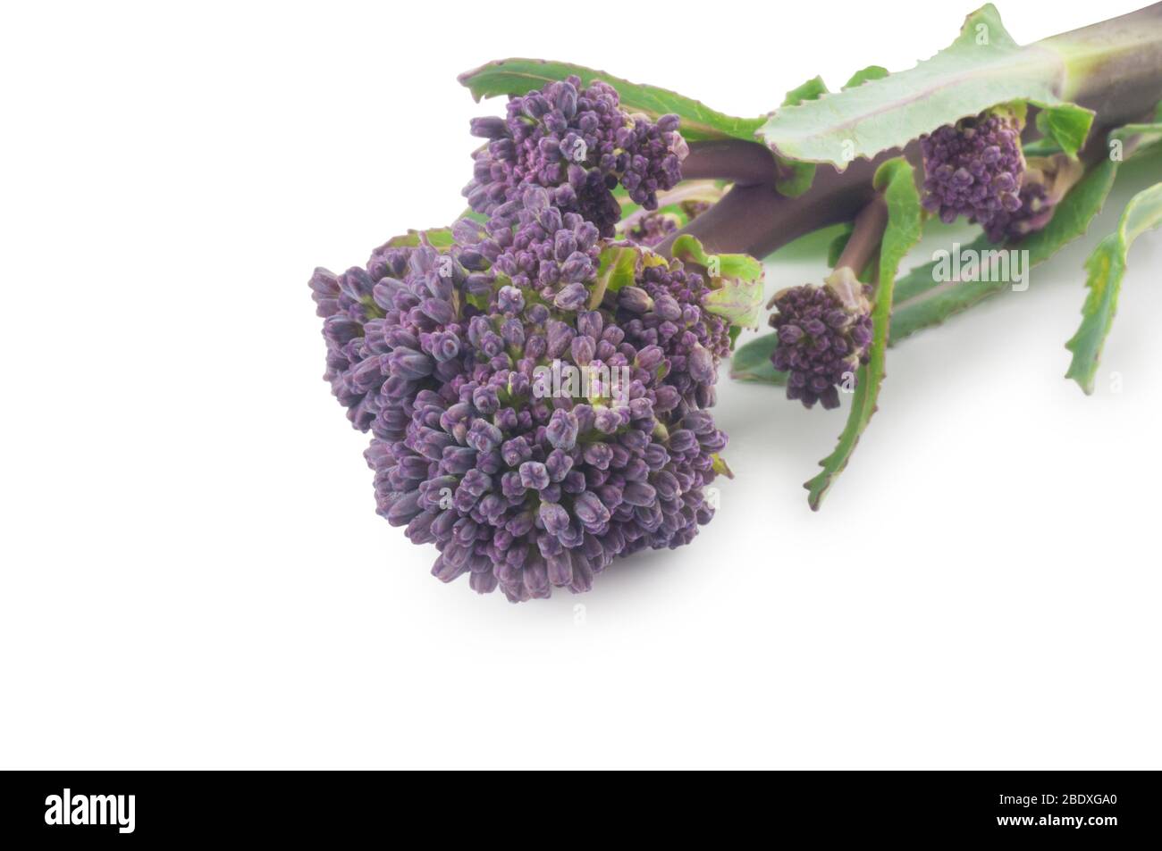 Studio di broccoli germogliati viola tagliati su uno sfondo bianco Foto Stock