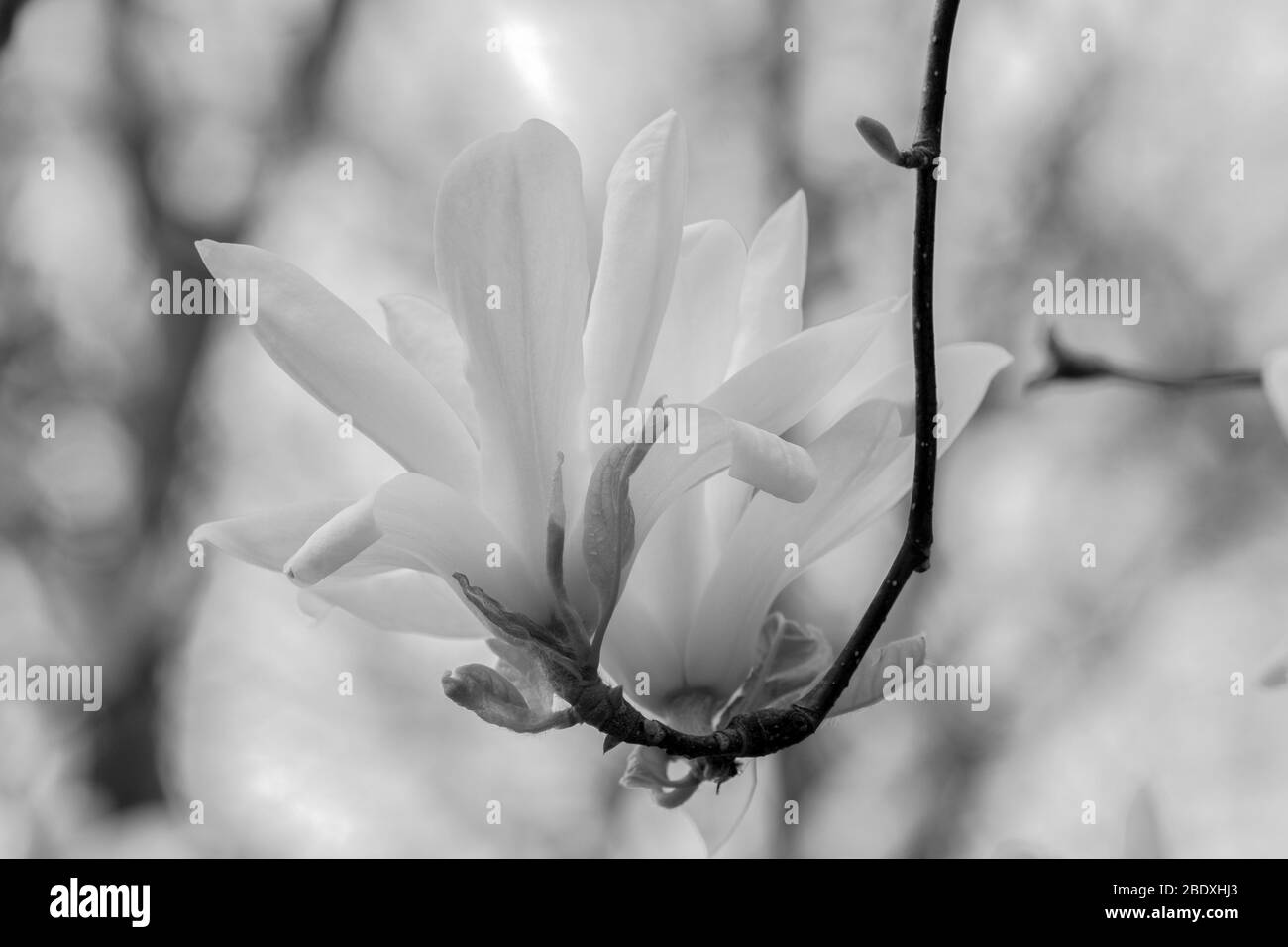 I fiori di Magnolia su UN albero ad Amsterdam, Paesi Bassi Foto Stock