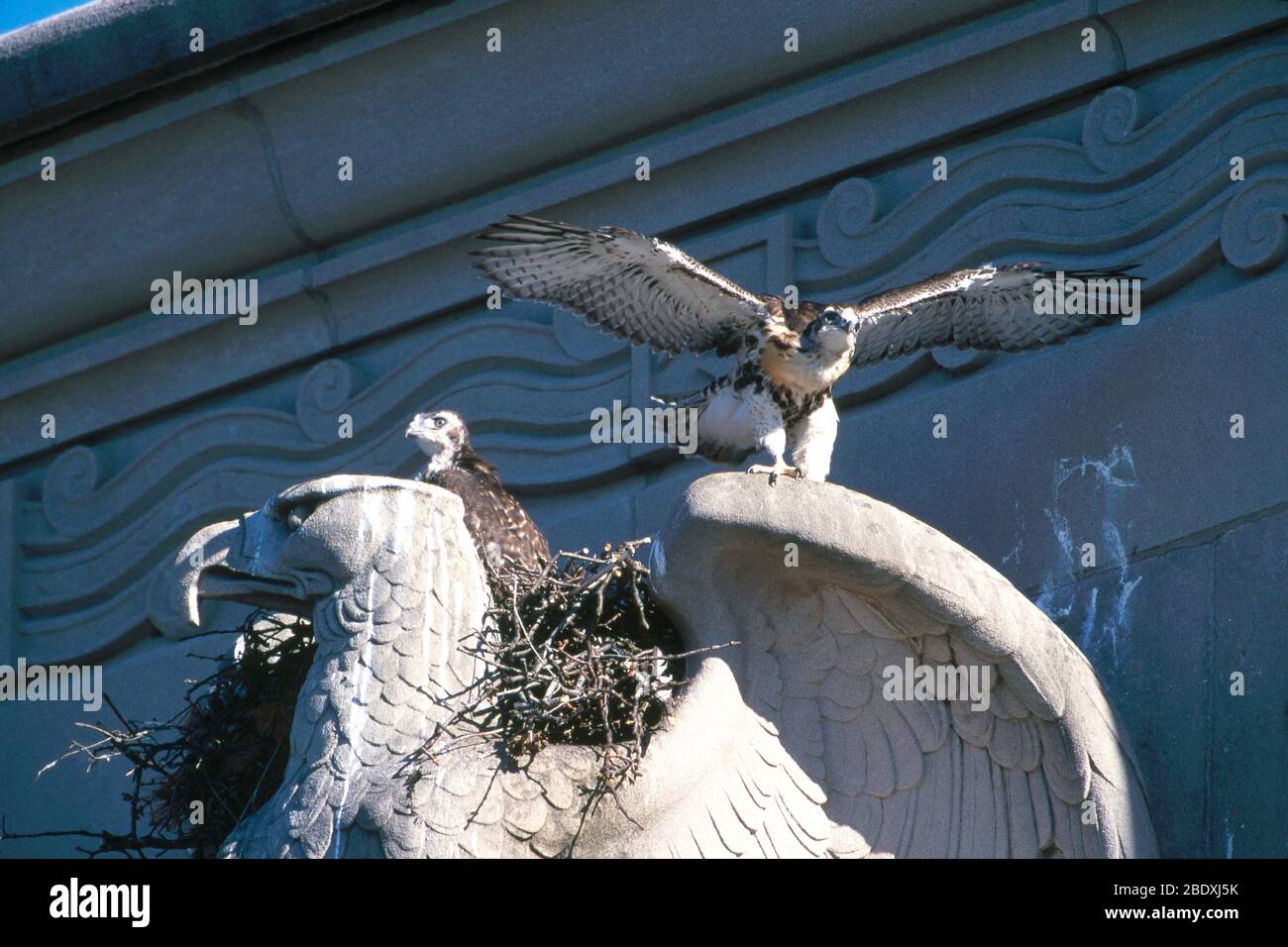 Hawks rosso-coda Foto Stock