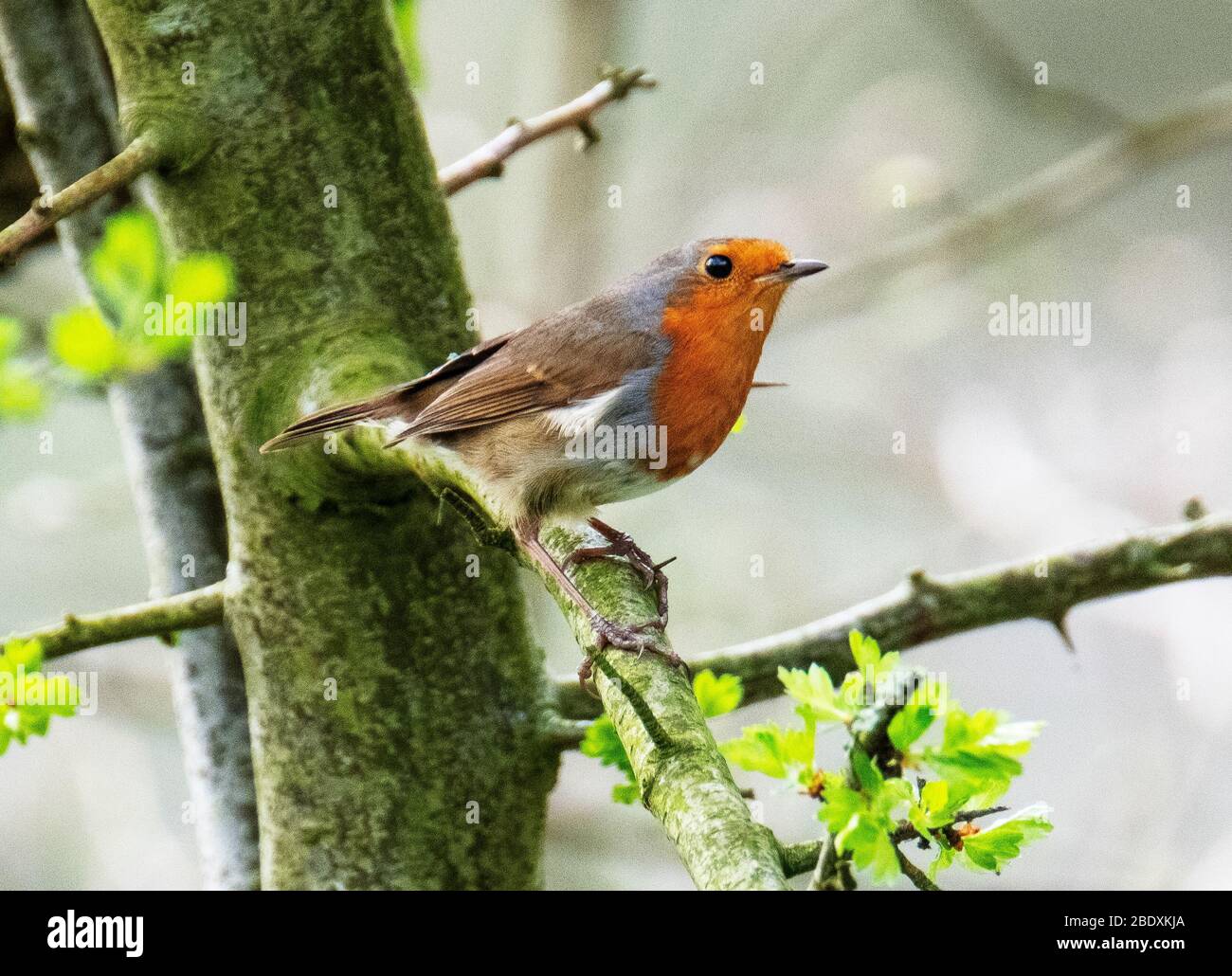 Un Robin (Erithacus rubecula) arroccato su un ramo, Almondell parco di campagna, Lothian occidentale, Scozia. Foto Stock Un Robin (Erithacus rubecula) arroccato su un ramo, Almondell parco di campagna, Lothian occidentale, Scozia. Foto Stock