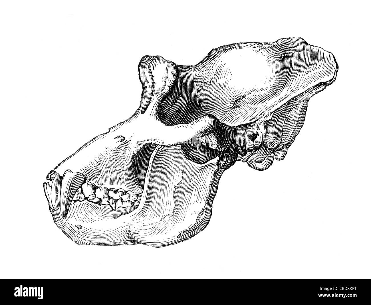 Cranio di Gorilla Foto Stock
