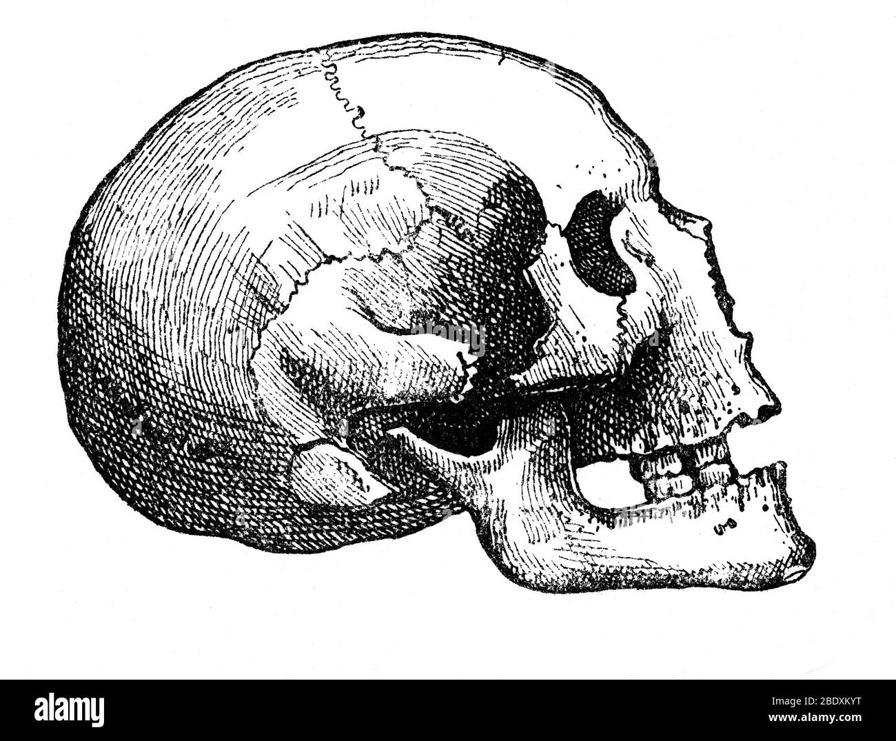 Cranio Furfooz, Paleolitico superiore Foto Stock