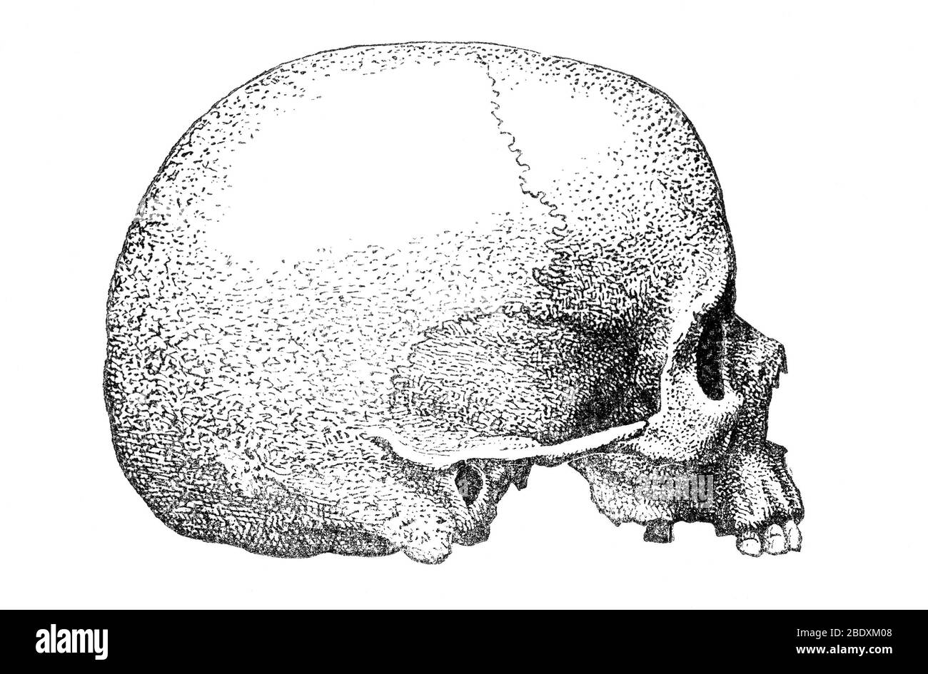 Cranio Pleistocene Foto Stock