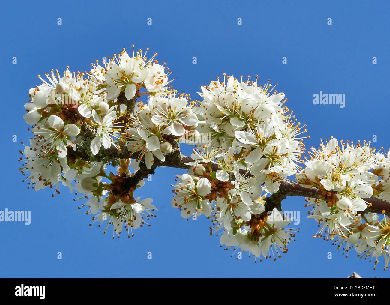 Il ramo di Sloe Prunus spinosa, in primavera, è stato affoliato da un cielo blu chiaro - Somerset UK Foto Stock