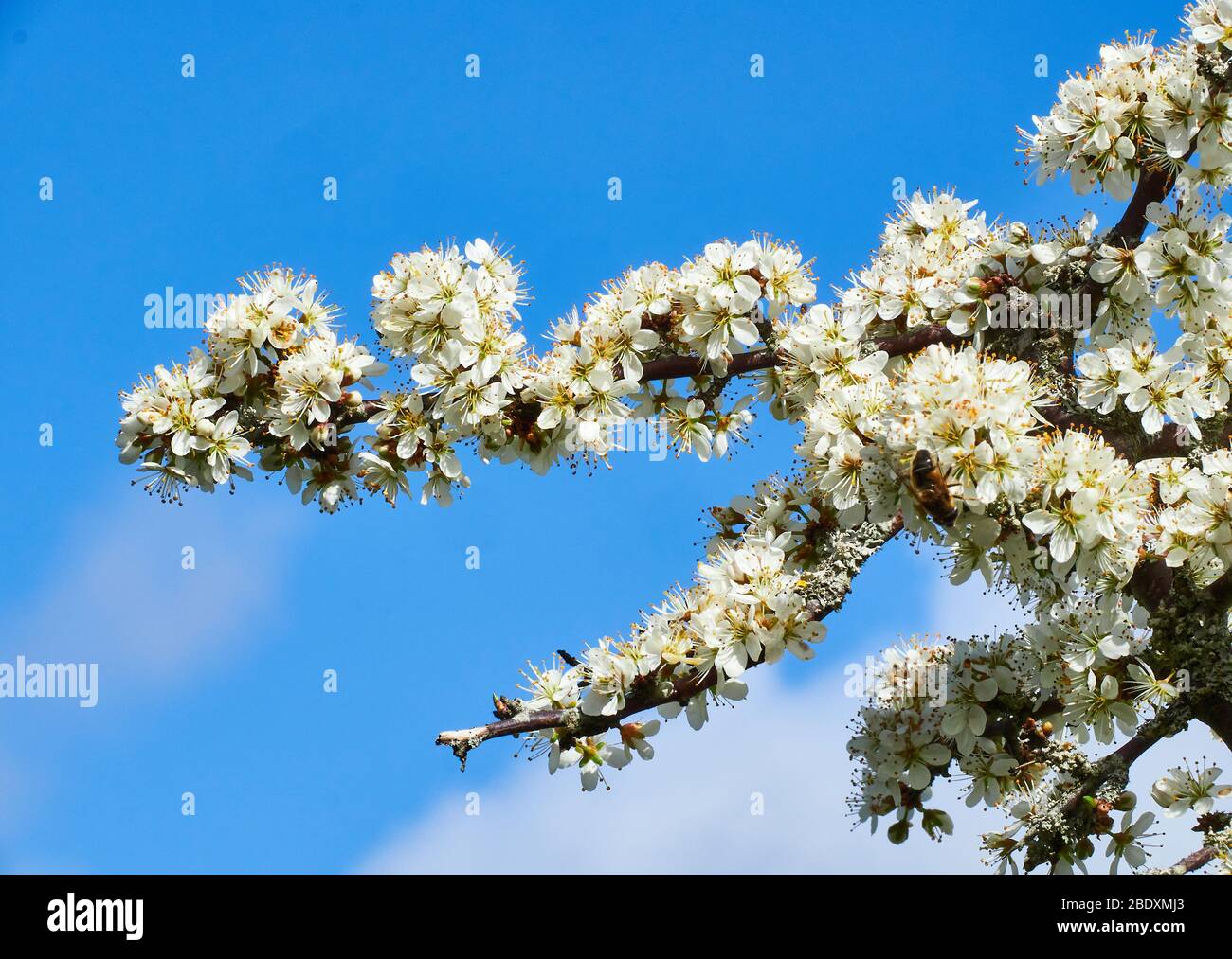 Il ramo di Sloe Prunus spinosa, in primavera, è stato affoliato da un cielo blu chiaro - Somerset UK Foto Stock