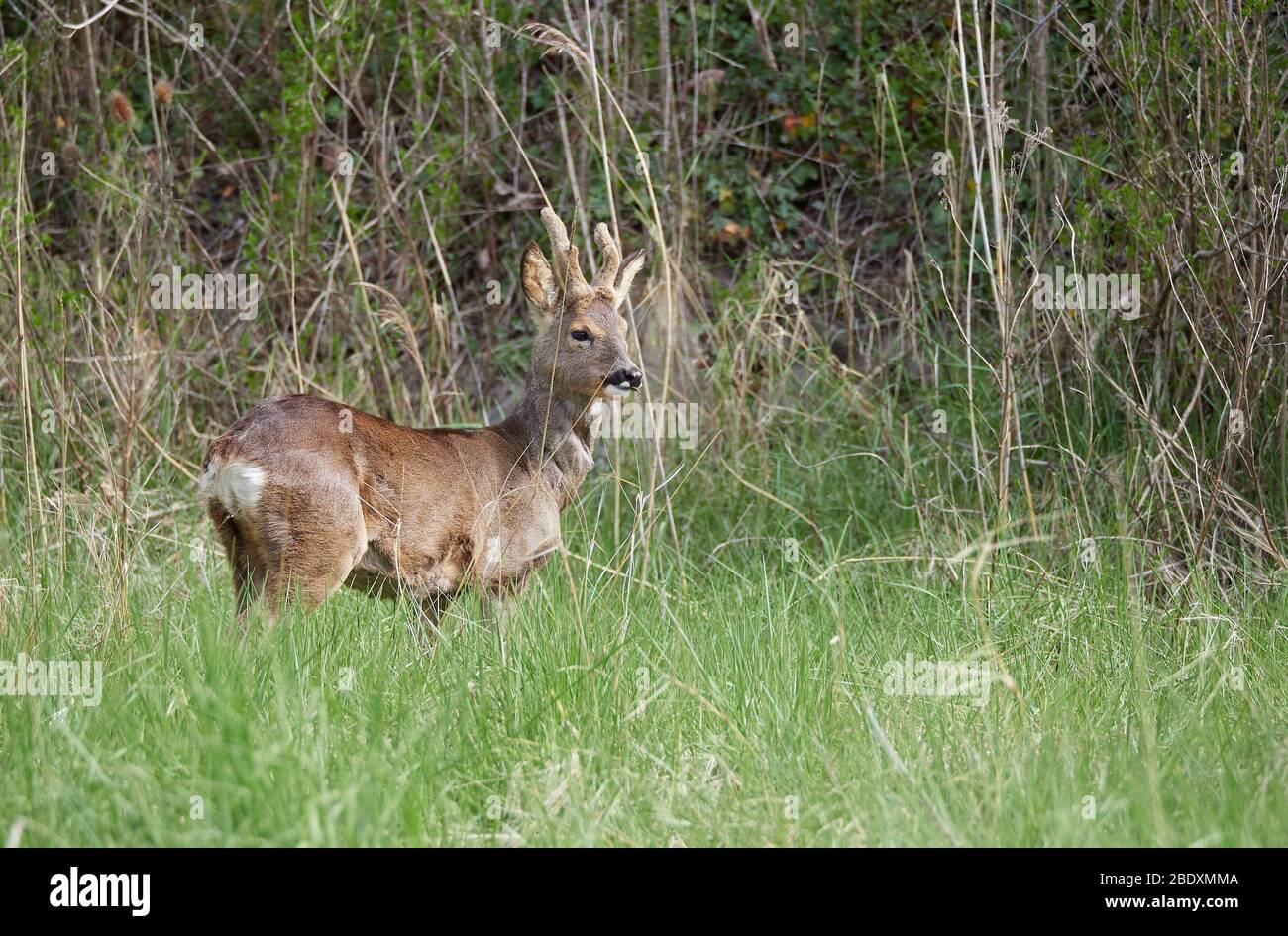 Caprioli buck capreolo capreolo in salino macchia di palude dal fiume Avon vicino Bristol Regno Unito Foto Stock