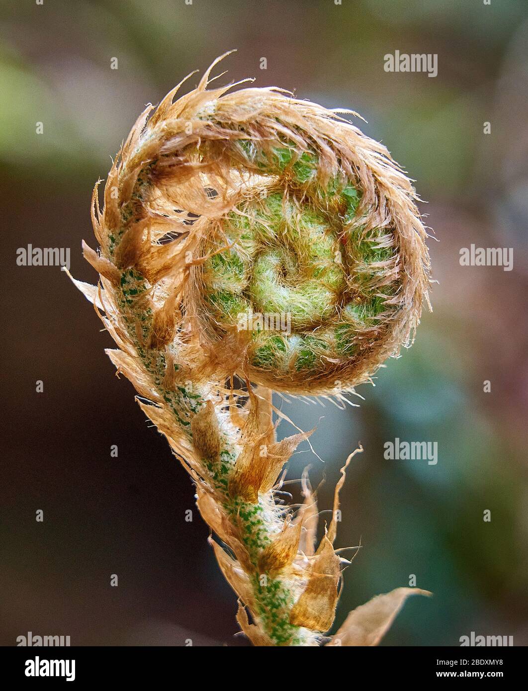 Crosier a forma di fidleheads - sfollante foglia di maschio Fern Dryoptera filix-mas in un Somerset legno Regno Unito Foto Stock