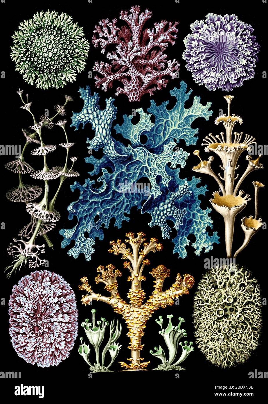 Ernst Haeckel, Licheni Foto Stock