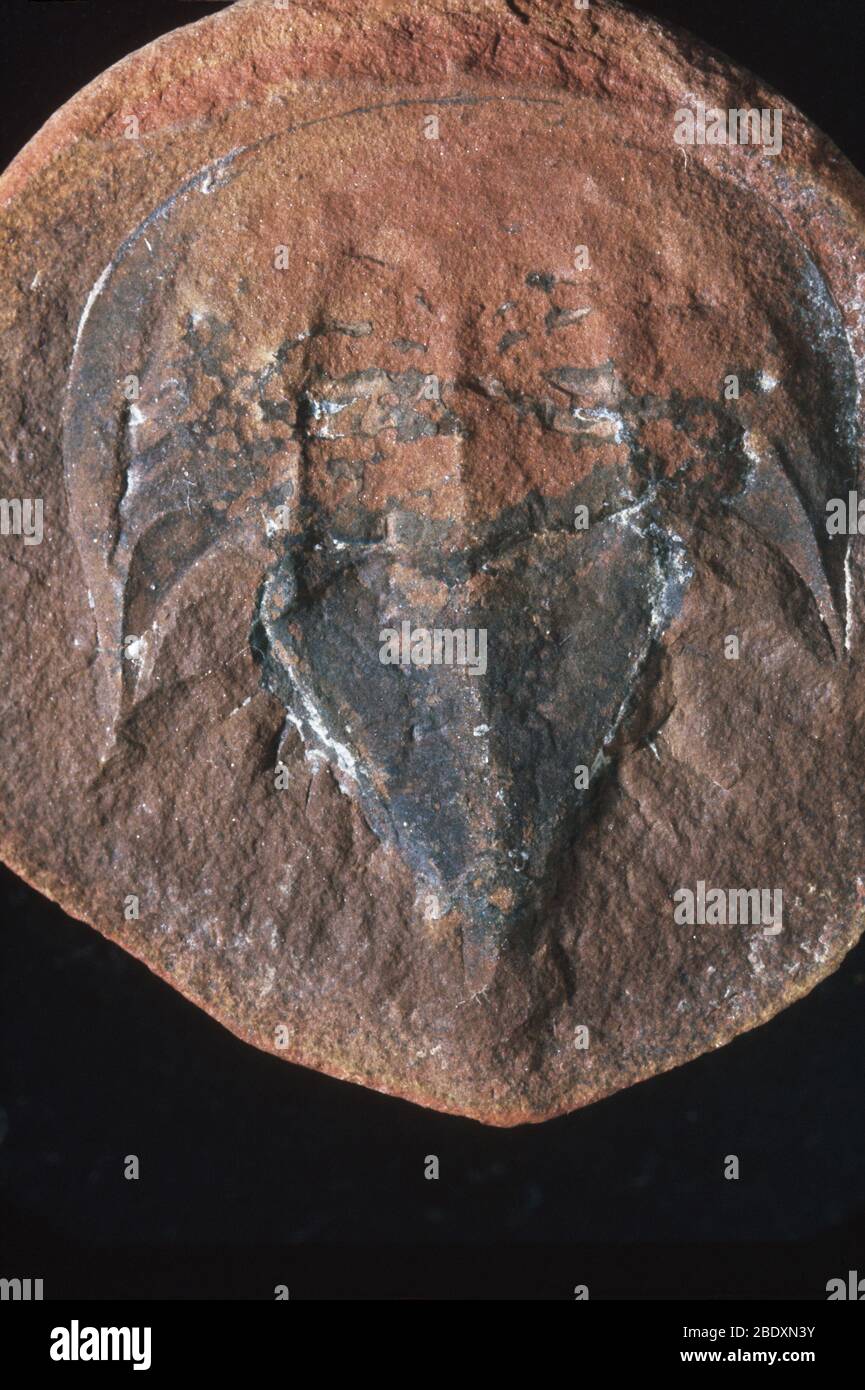 Granchio fossile a ferro di cavallo Foto Stock