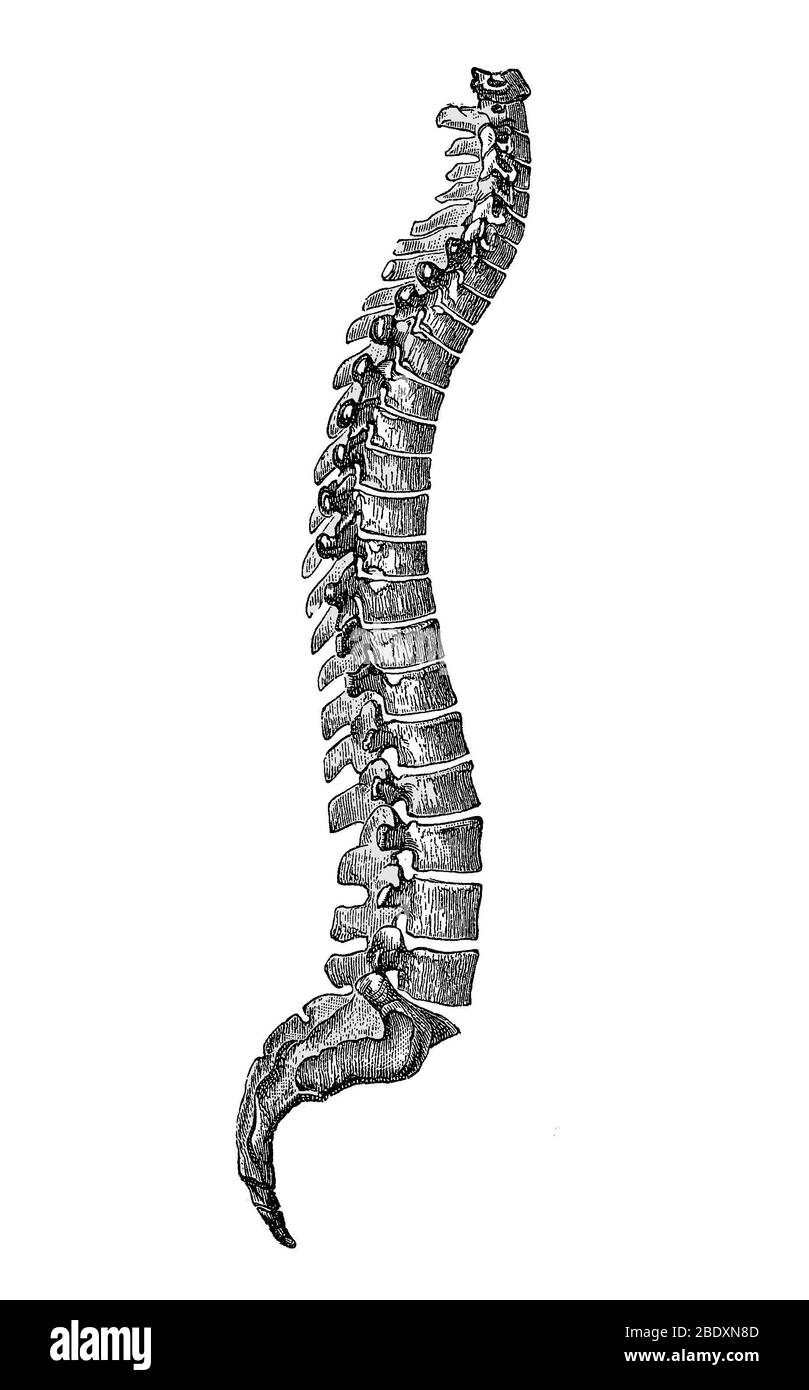 Colonna vertebrale Foto Stock