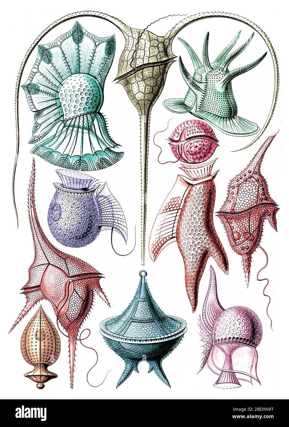 Ernst Haeckel, Dinoflagellates Foto Stock