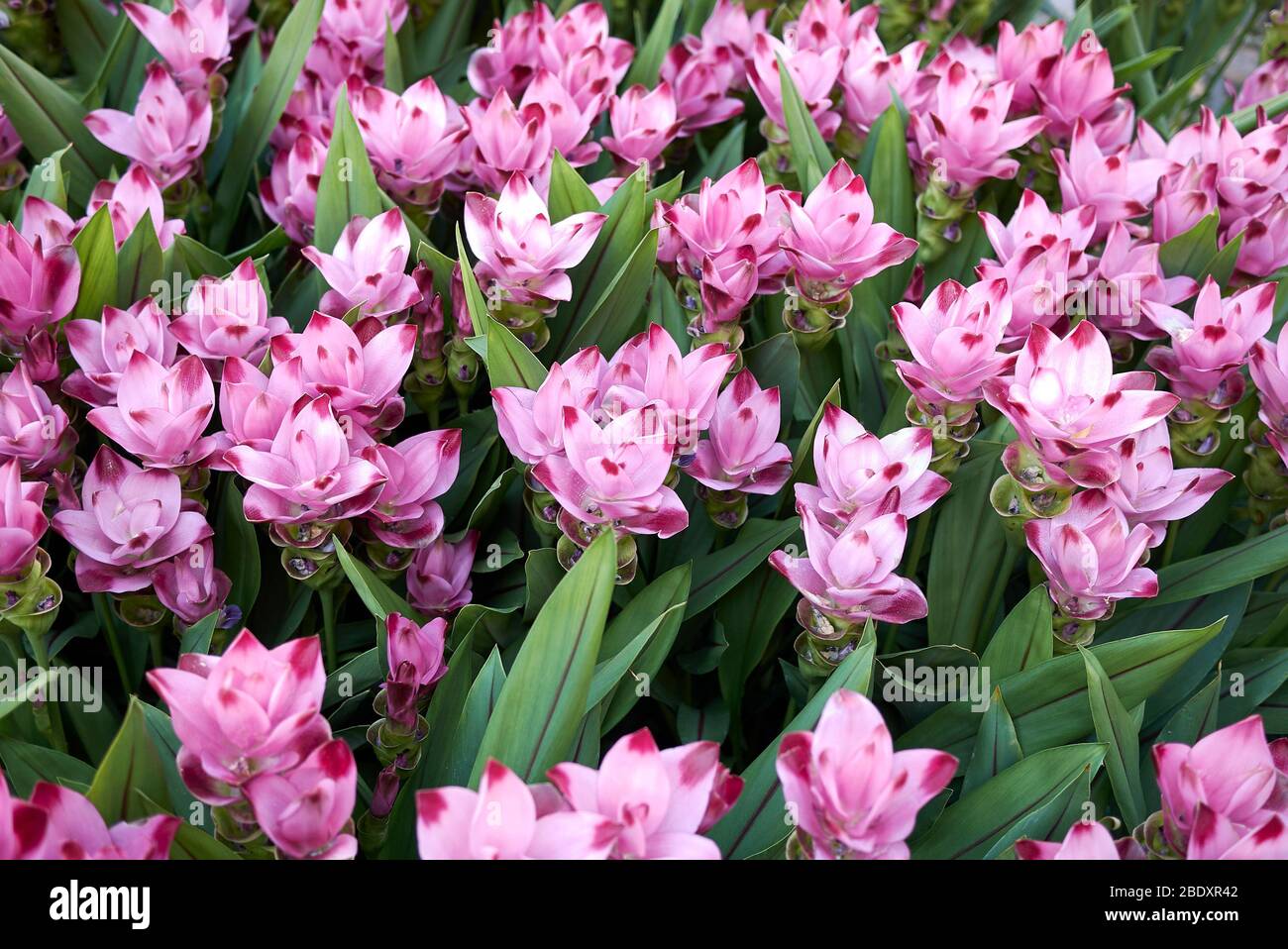 Curcuma alismatifolia fiori viola Foto Stock