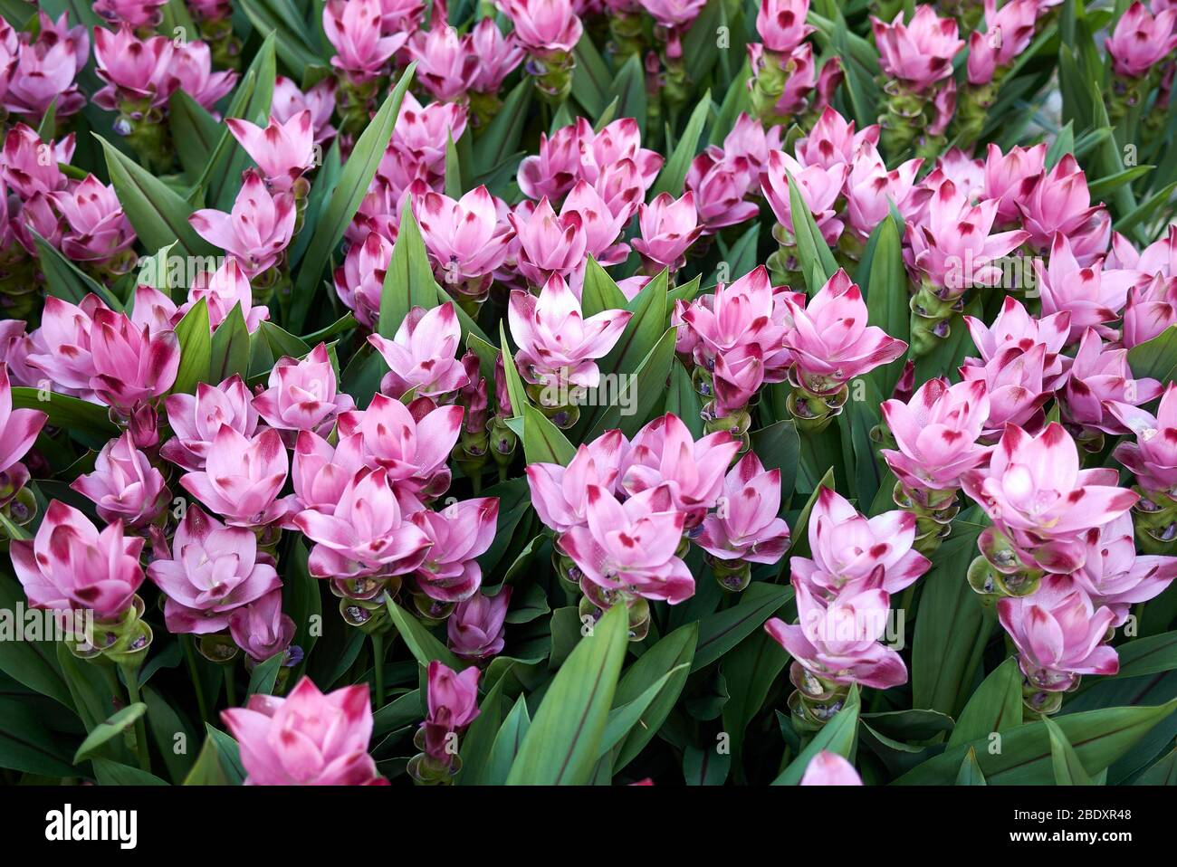 Curcuma alismatifolia fiori viola Foto Stock