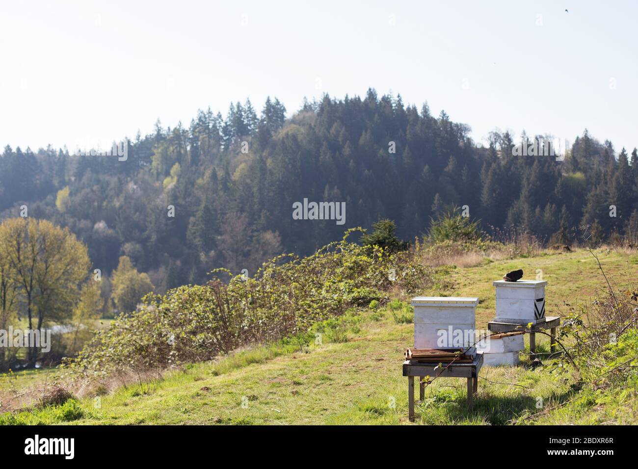 Due scatole di api su una collina rurale in Oregon, Stati Uniti. Foto Stock