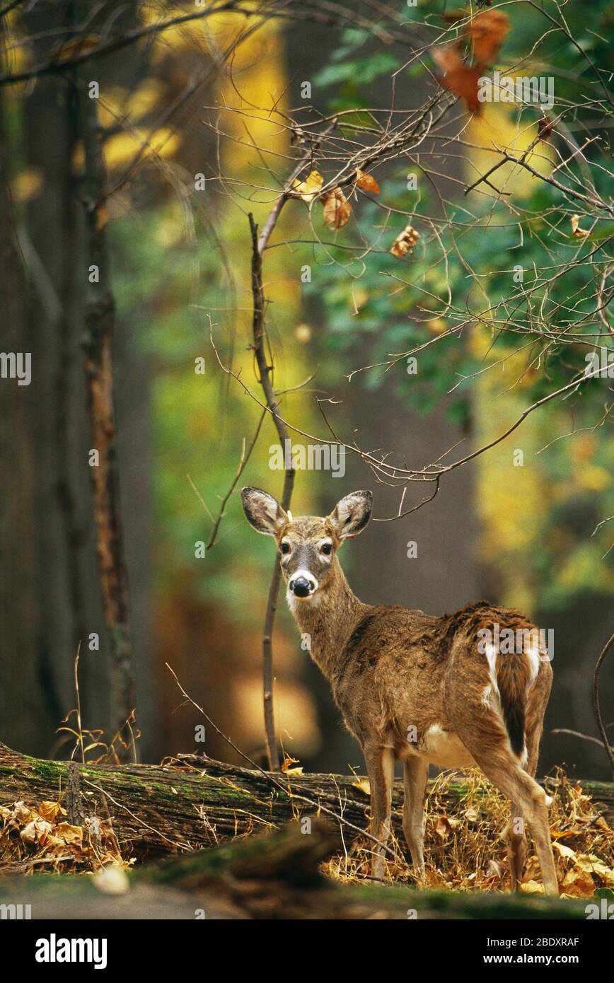 White-Tailed Deer Foto Stock