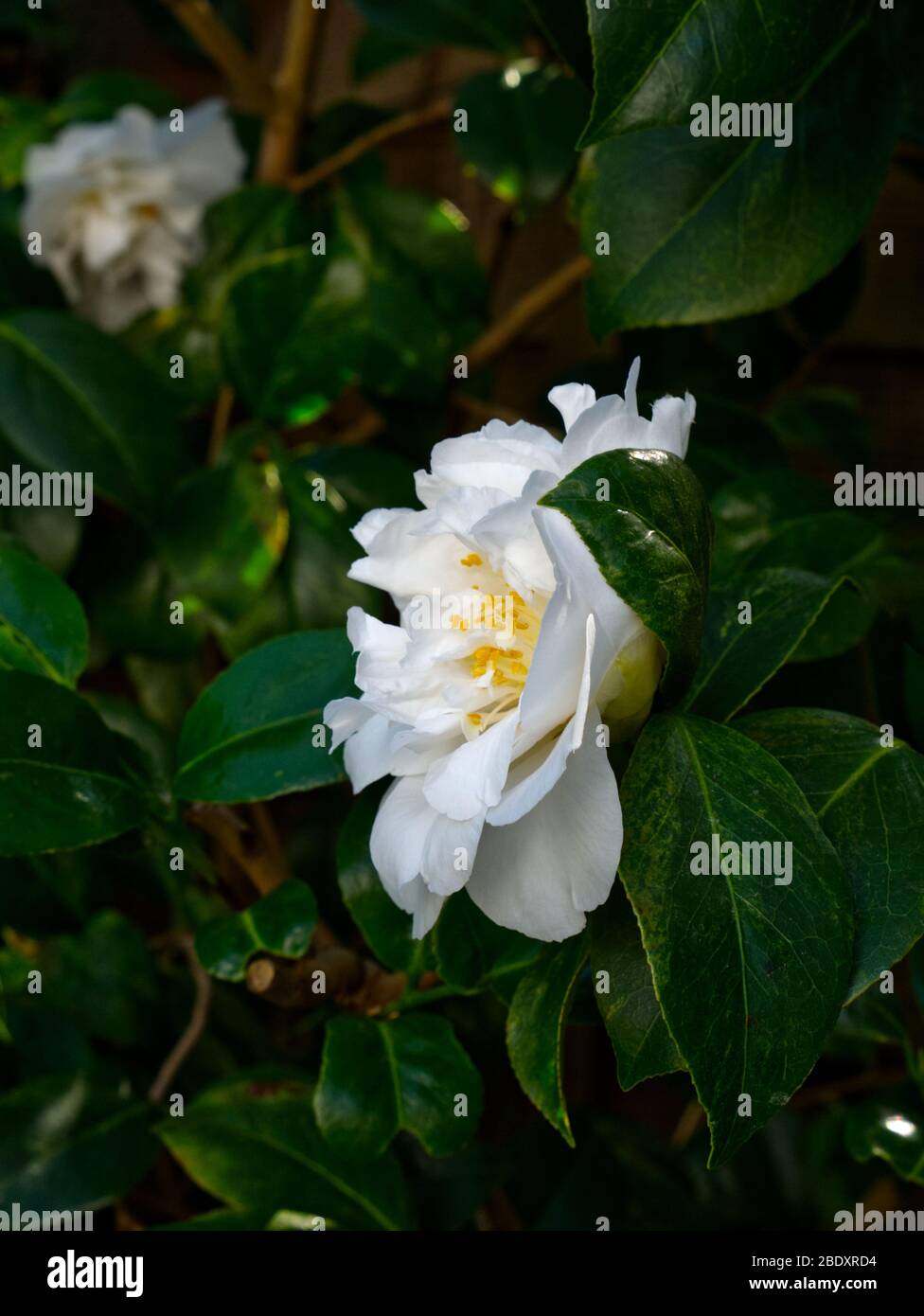 Macchia Camellia bianca in piena gloria come la natura fiorisce durante il blocco di Coronavirus in Inghilterra. Foto Stock