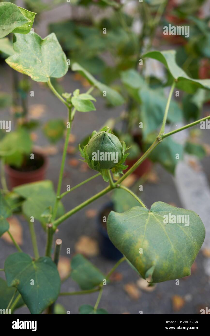 Gossypium herbaceum con fibre di cotone bianche Foto Stock