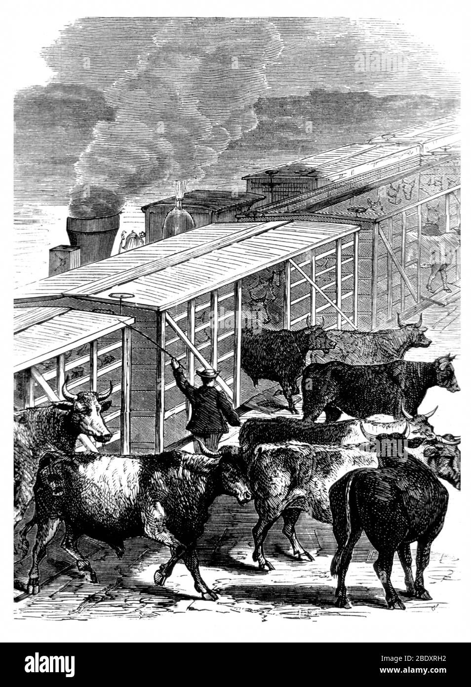 Peste bovina, peste bovina, 1868 Foto Stock