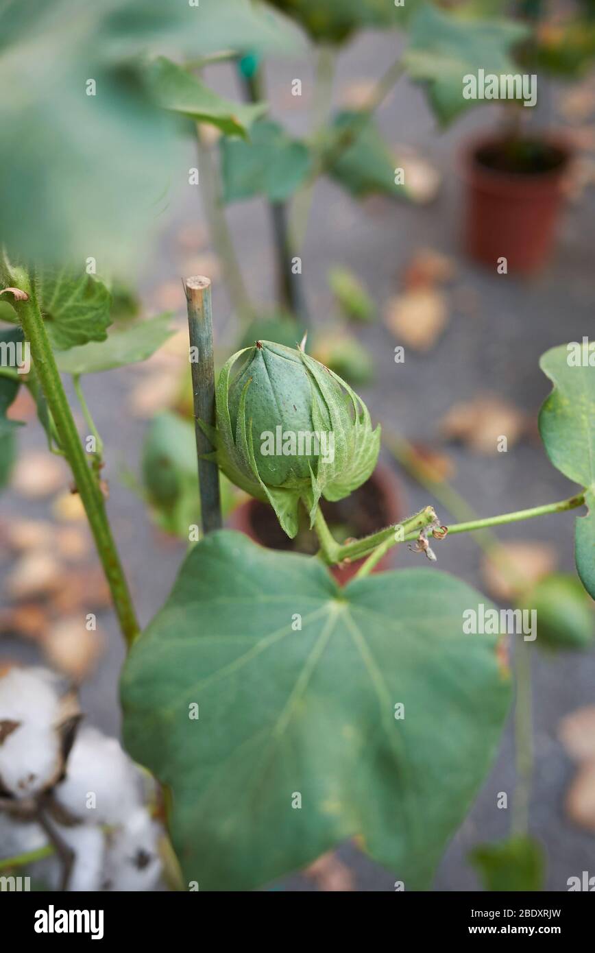 Gossypium herbaceum con fibre di cotone bianche Foto Stock