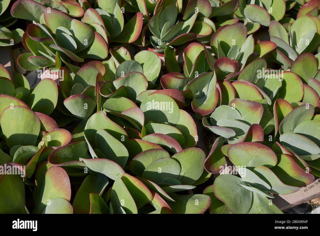Primo piano di Kalanchoe Thyrsiflora Foto Stock