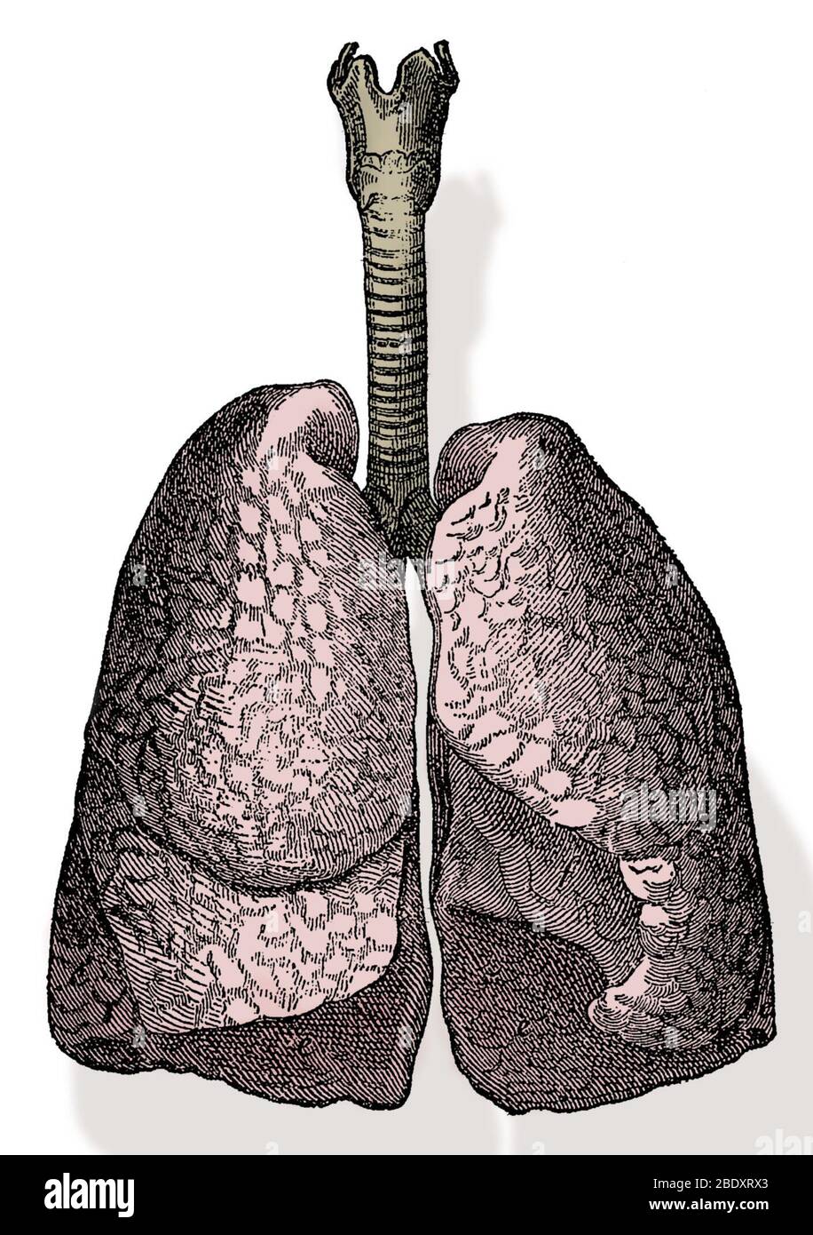 Polmoni umani Foto Stock