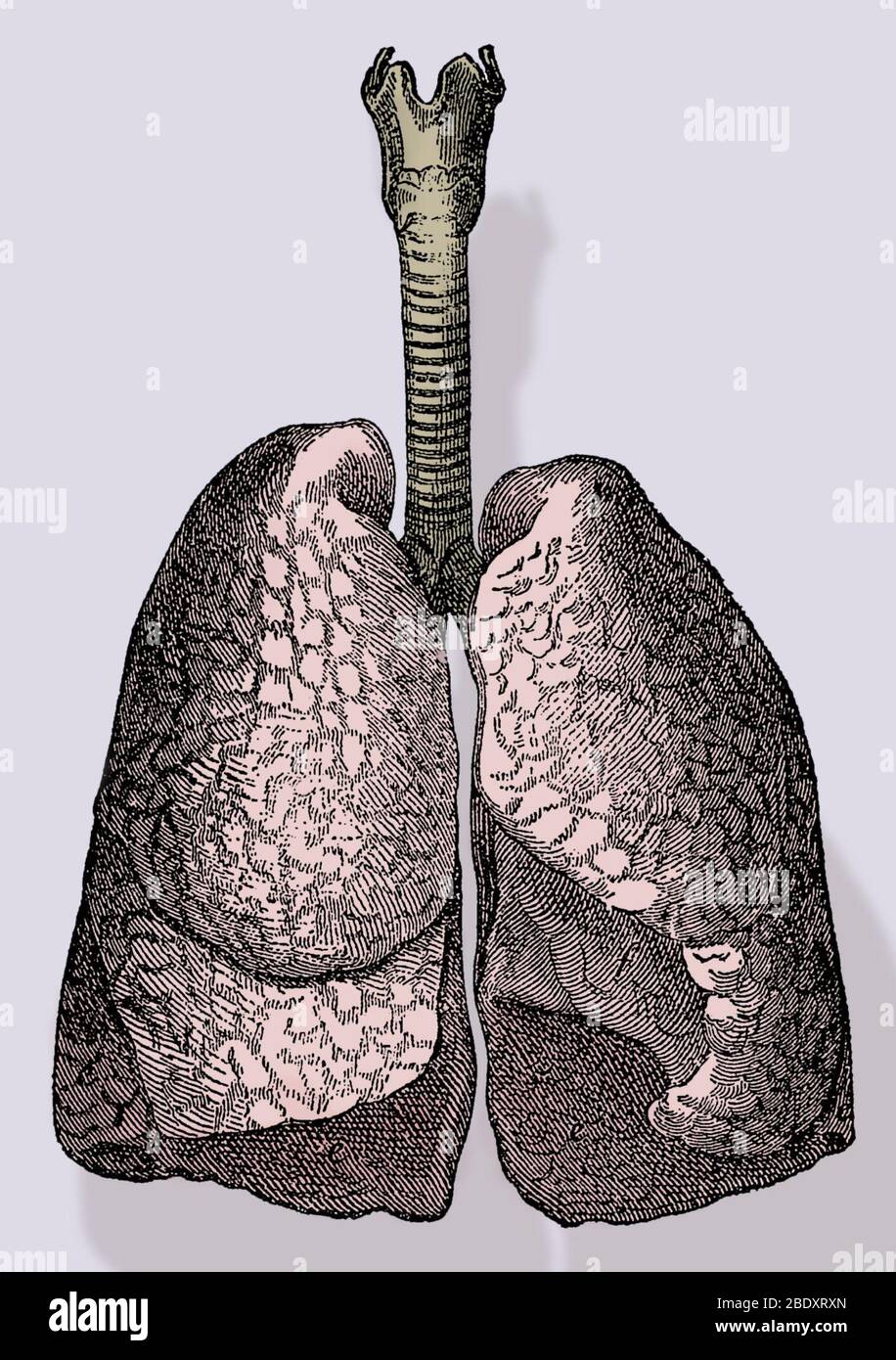 Polmoni umani Foto Stock