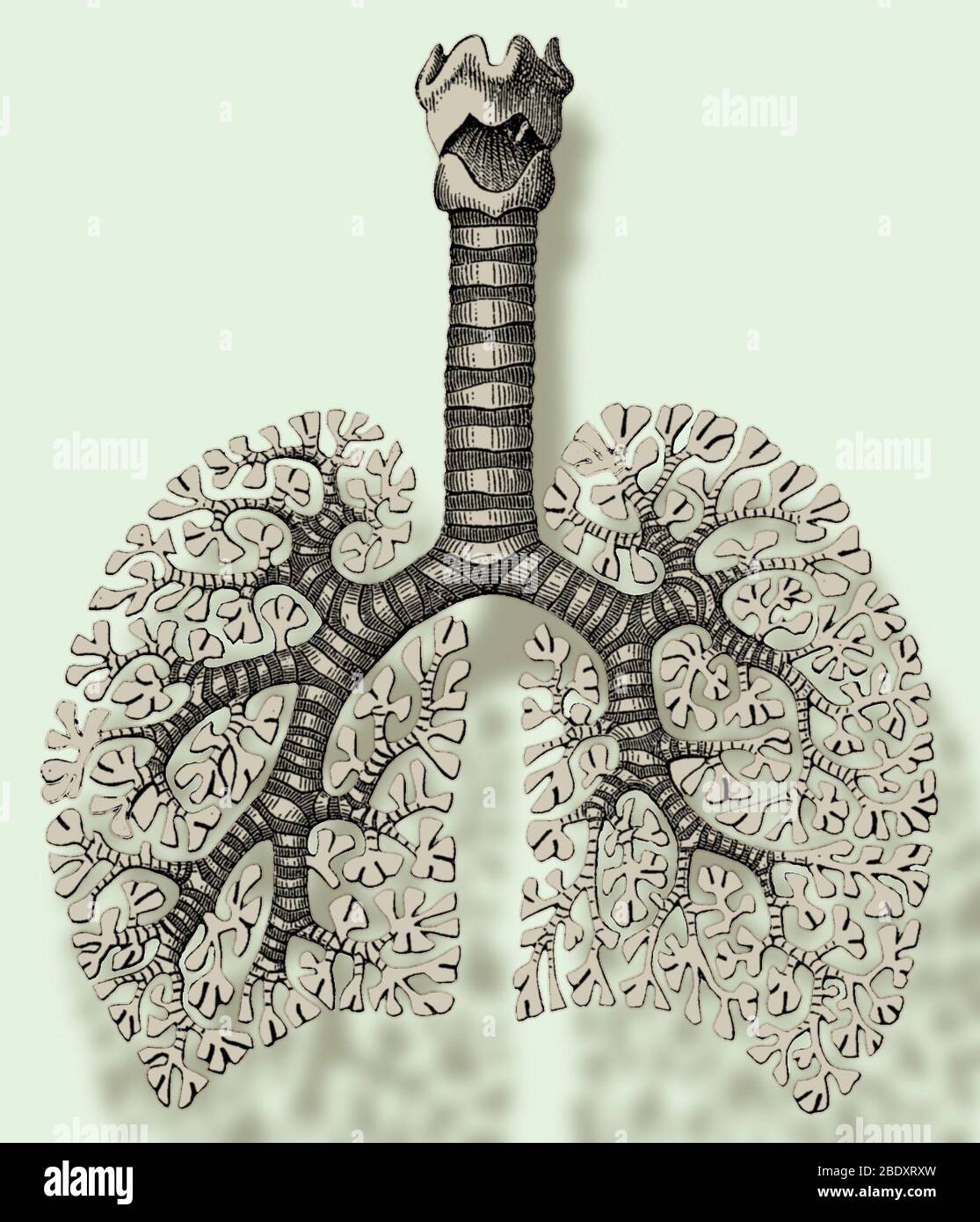 Apparato respiratorio trachea immagini e fotografie stock ad alta