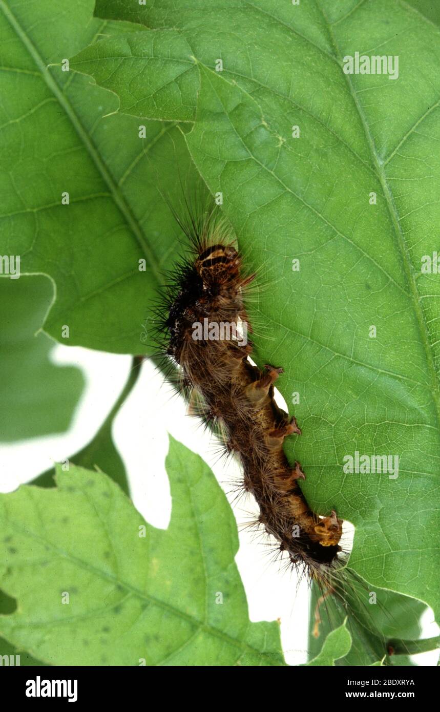 Gypsy Moth Caterpillar, dispar Lymantria Foto Stock