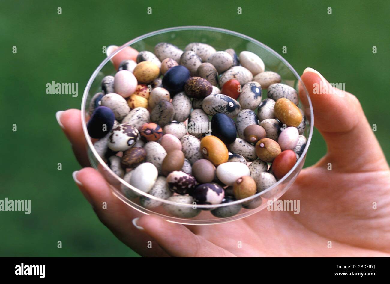 Nu√±un fagioli Foto Stock