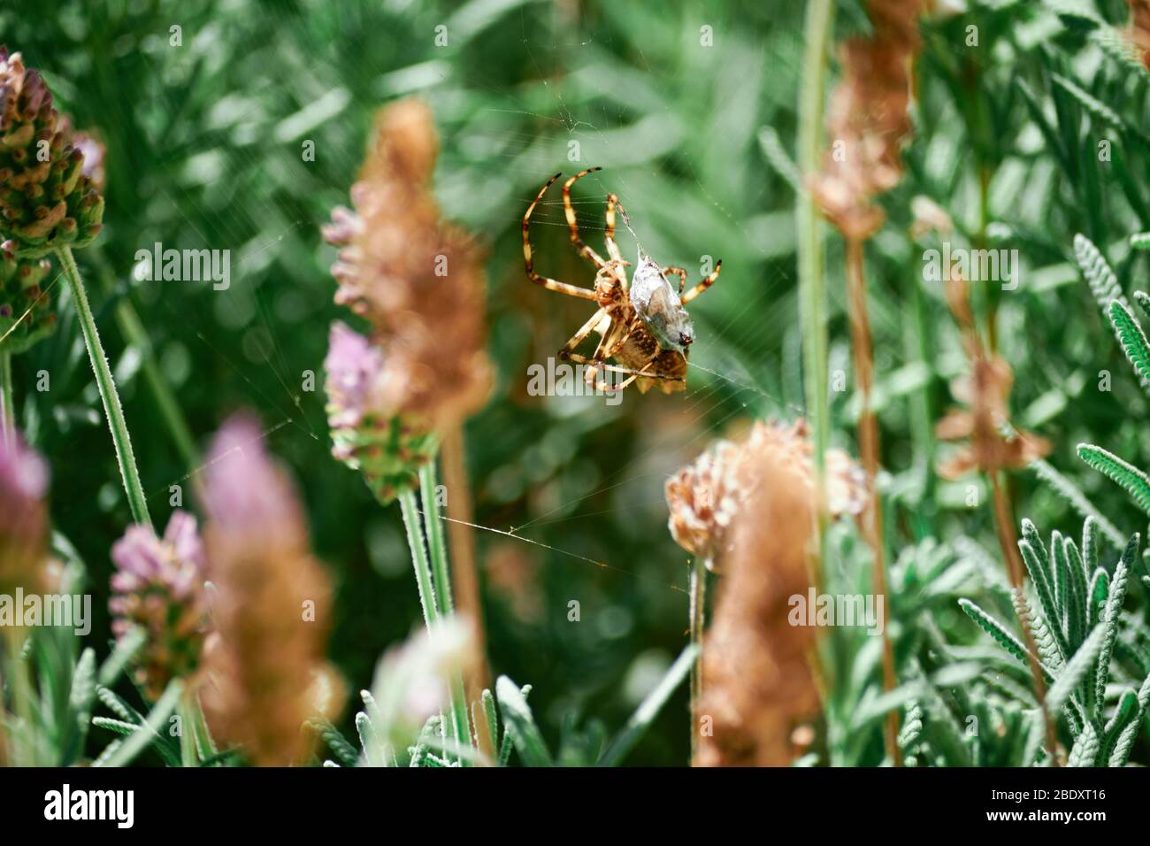 Silver Spider catturò un insetto in un giardino verde in primo piano Macro. Ragno comune in Brasile. Argiope argentata - Aranha de prata Foto Stock