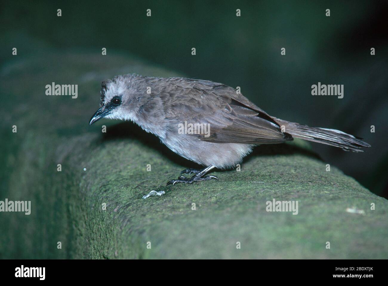 Bulbul con sfiato giallo Foto Stock