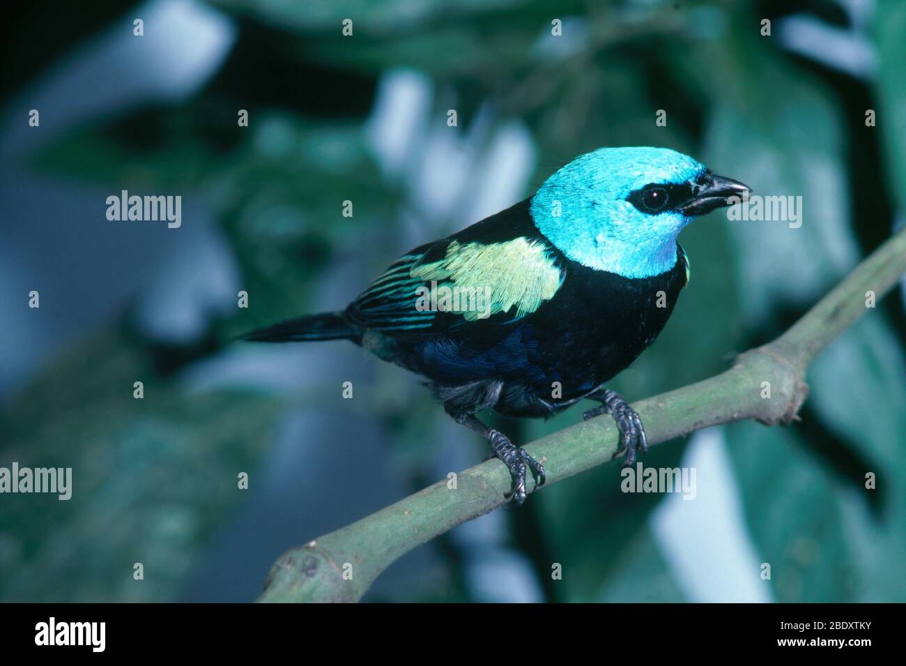 Tanager blu Foto Stock