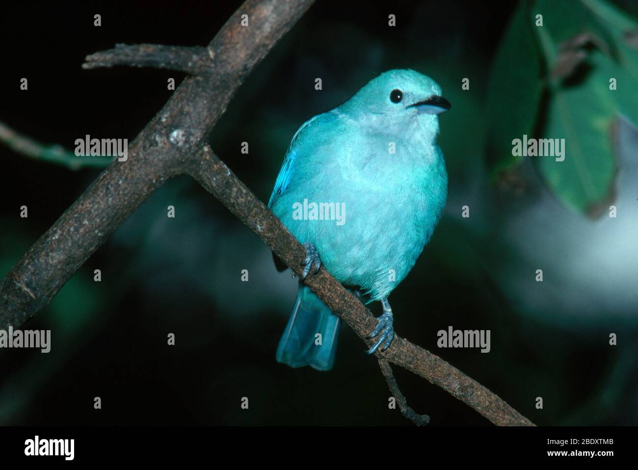 Tanager Blue-Gray Foto Stock