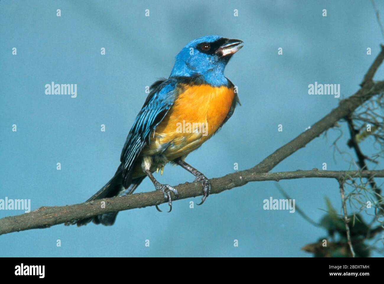 Tanager blu e giallo Foto Stock