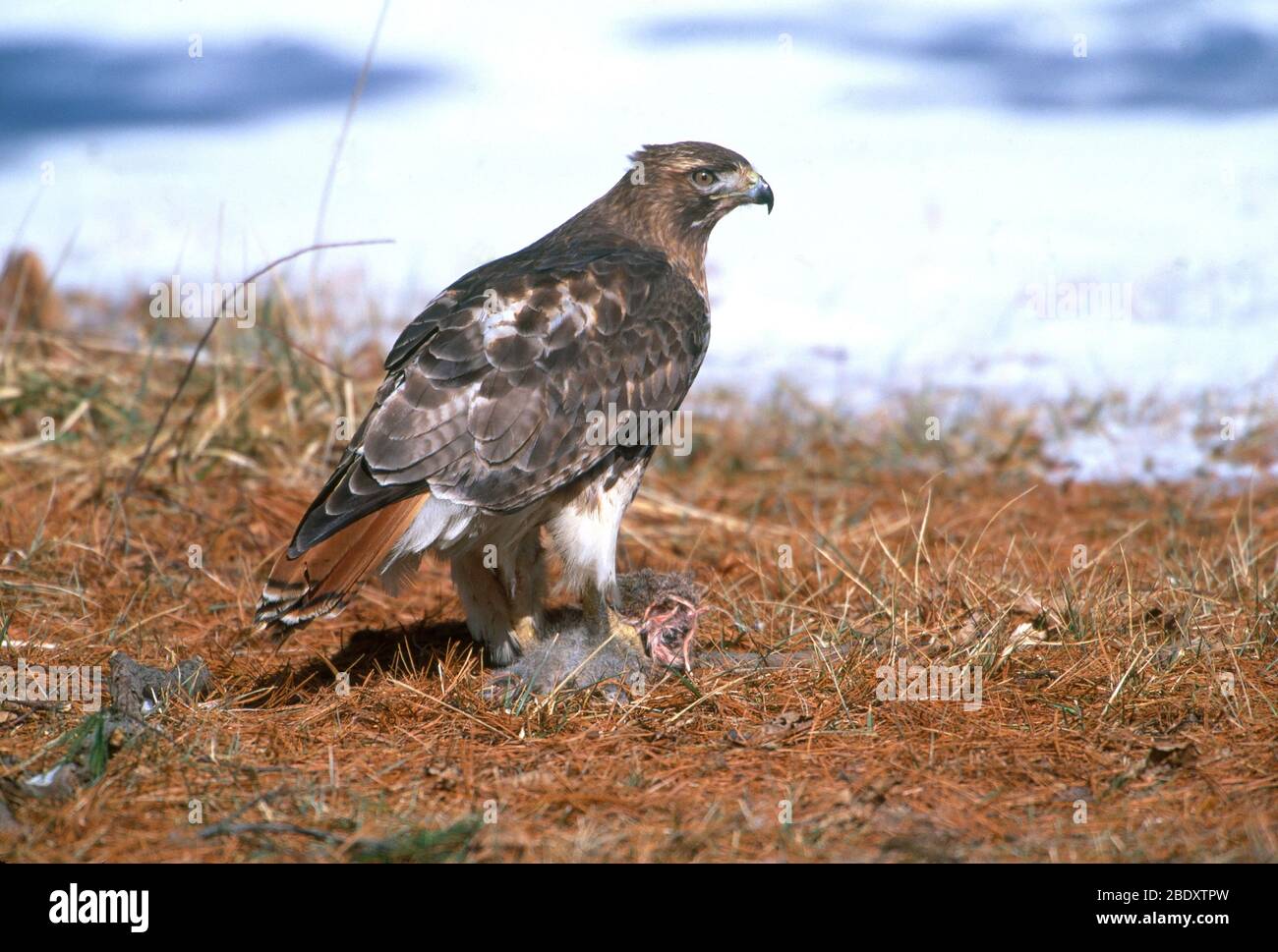 Falco rosso - munito Foto Stock