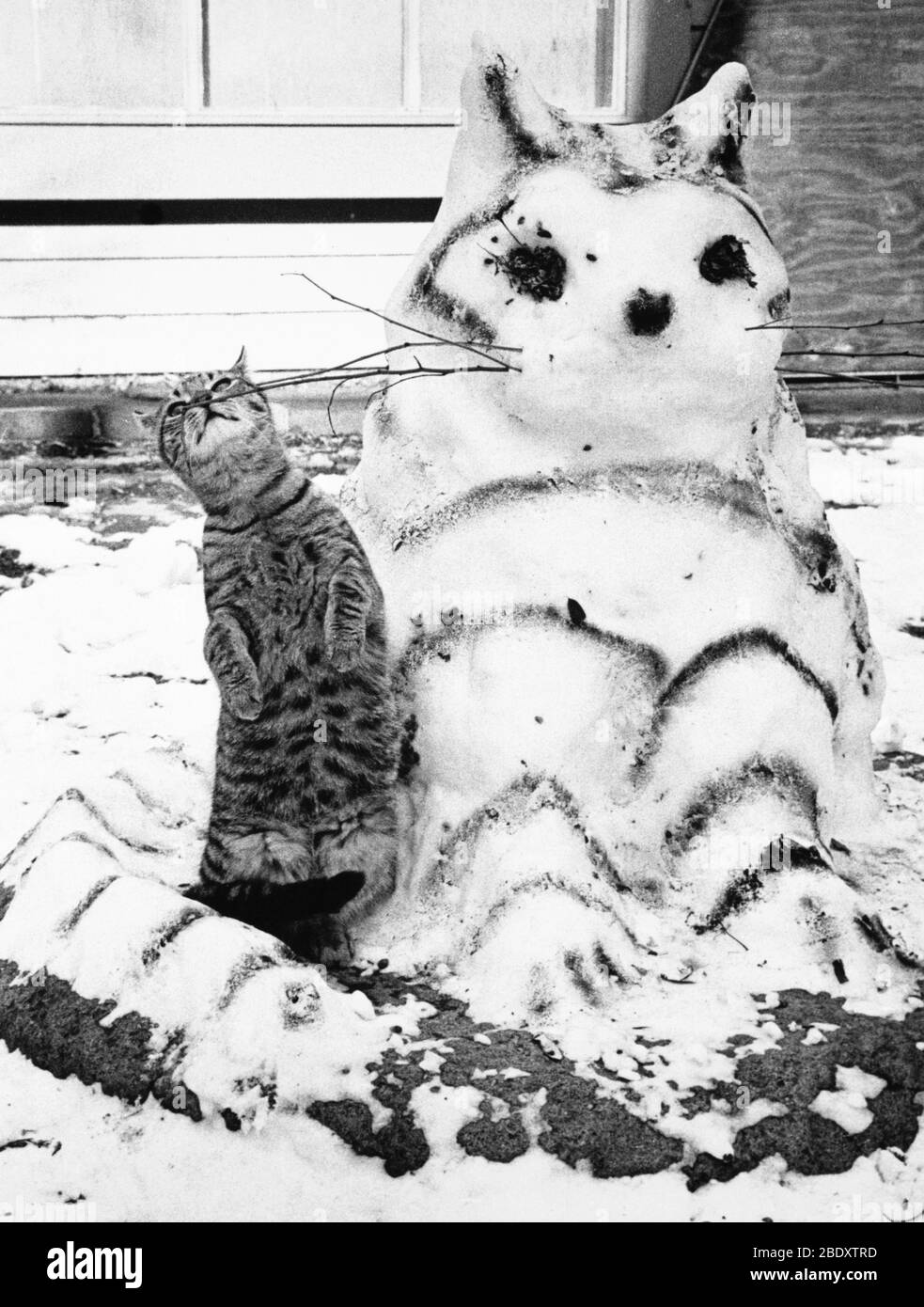 Gatto e gatto delle nevi Foto Stock