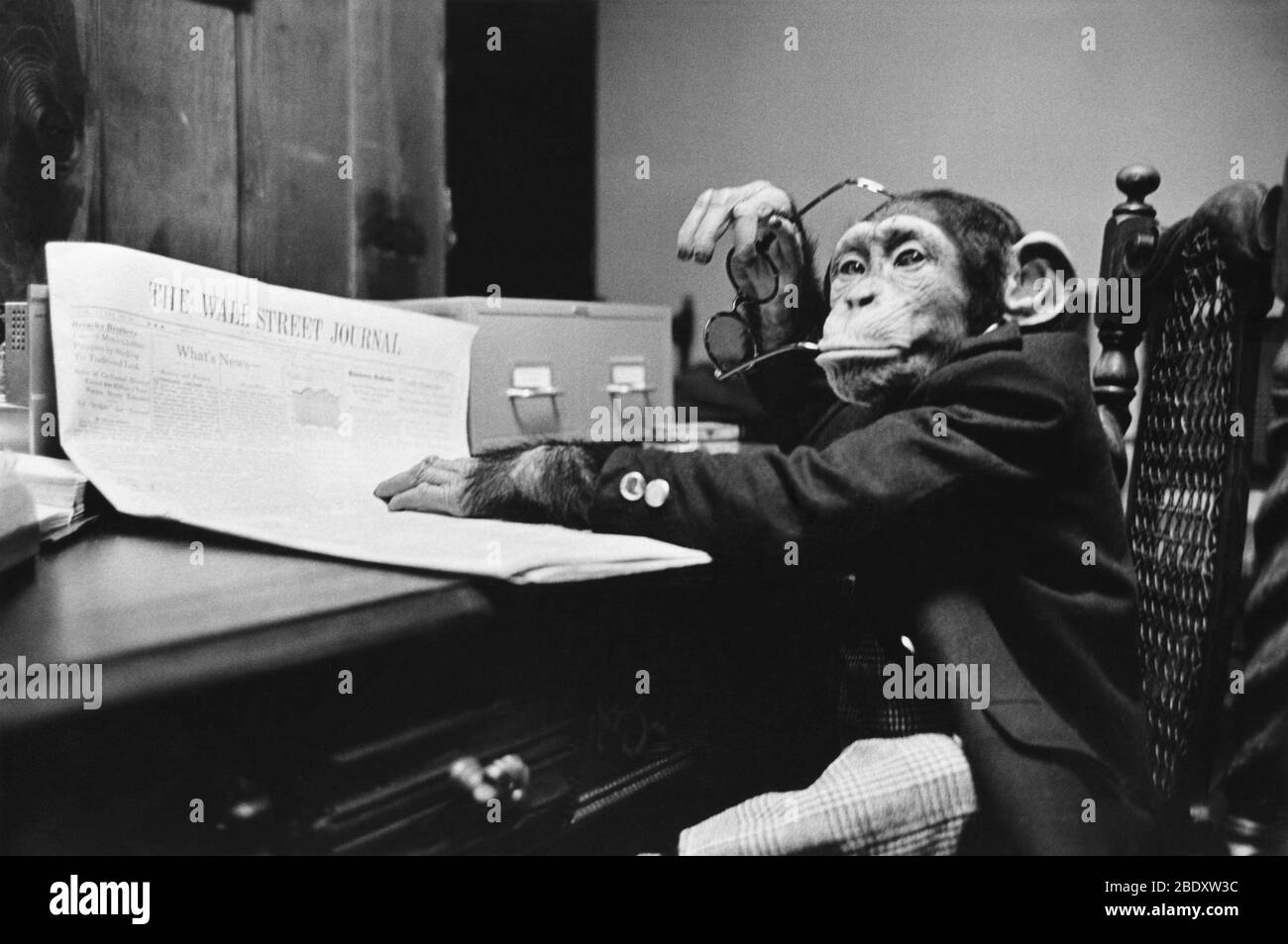 Monkey Business Foto Stock
