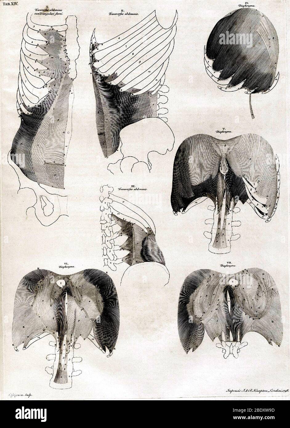 Incisione anatomica del XVIII secolo Foto Stock