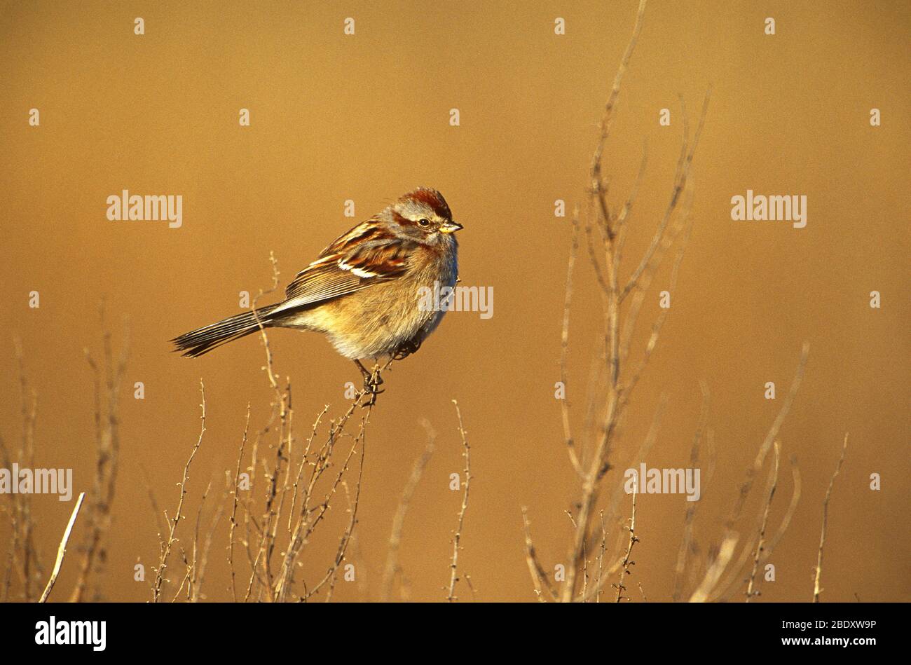 American tree Sparrow Foto Stock