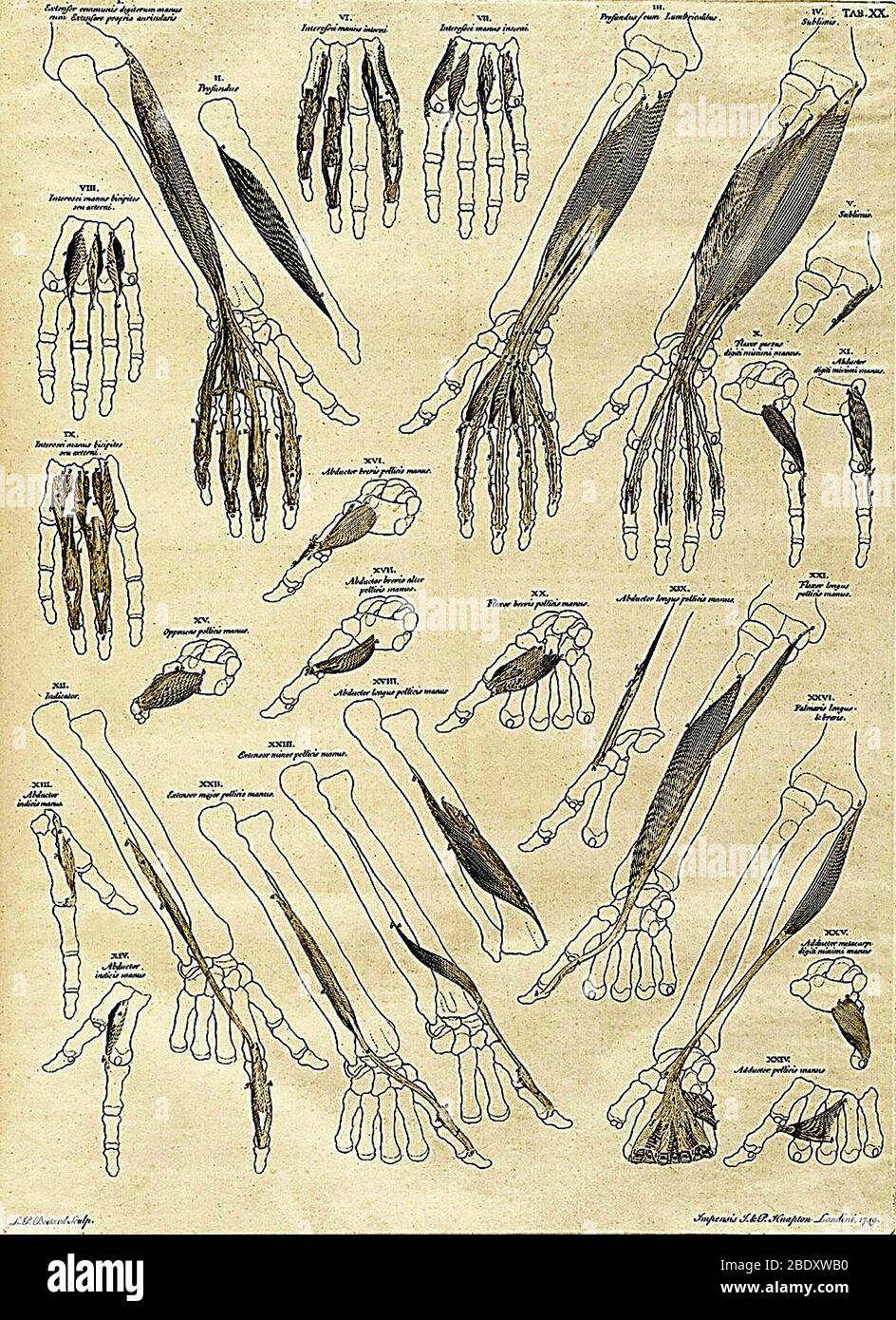Illustrazione anatomica del XVIII secolo Foto Stock