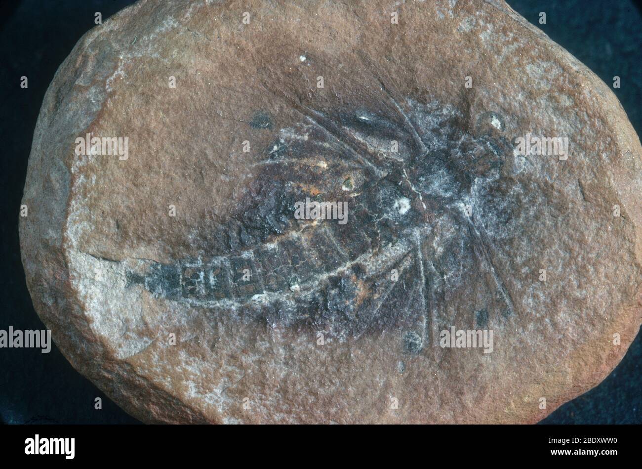 Fossile di insetto Foto Stock