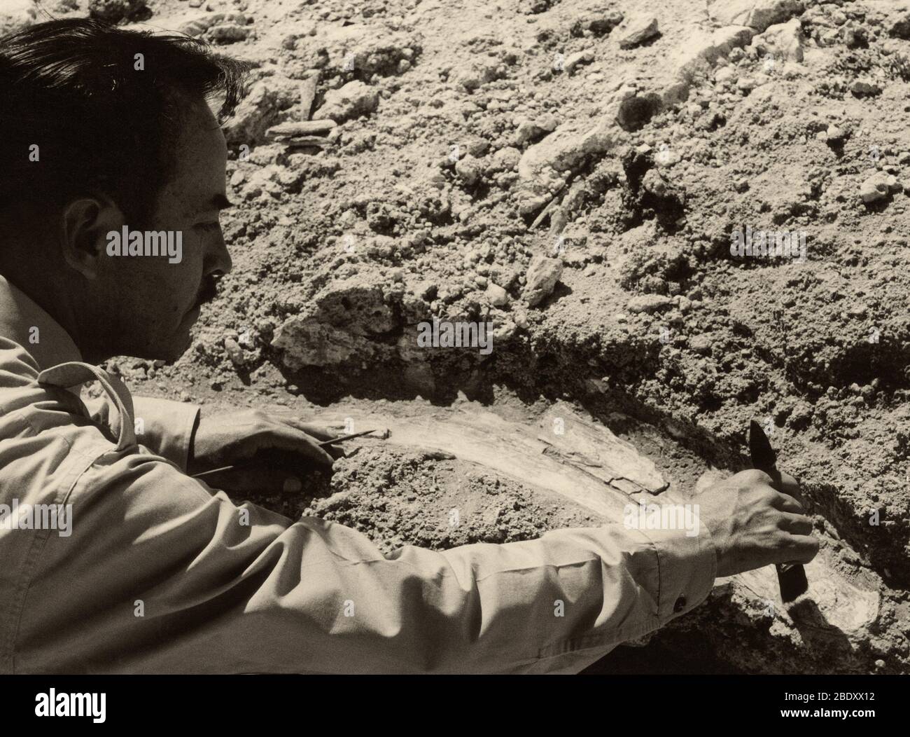 Paleontologo scoprendo l'osso Foto Stock